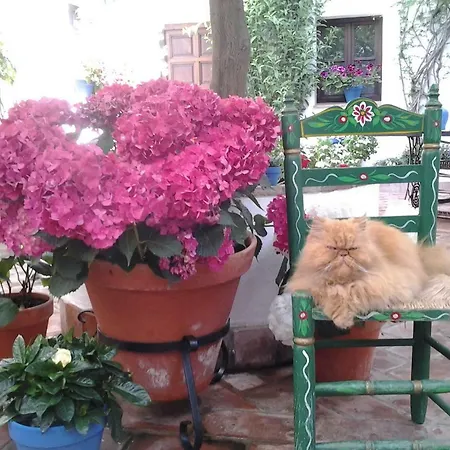 El Patio De Maria Κόρδοβα